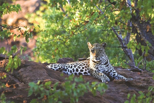 A Durham University handout photo of a leopard resting in the Soutpansberg Mountains in South Africa.