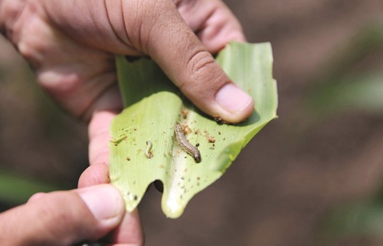 This file picture taken on February 8 shows a crop-eating armyworm on a sorghum plant at a farm in Settlers, northern province of Limpopo, South Africa.