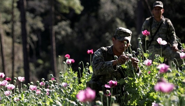  A soldier touches a poppy plant used to make heroin during an operation of destruction in Culiacan in state of Sinaloa