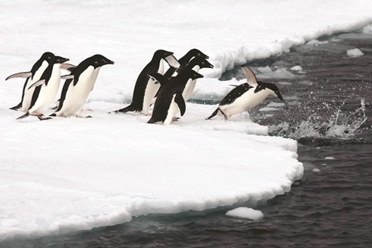 A John B Weller handout picture released yesterday by the Pew Charitable Trusts shows penguins take to the sea in Antarctica.
