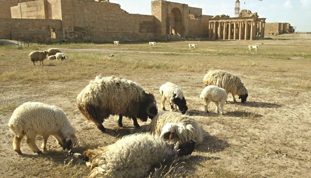 File photo shows sheep grazing in front of the temple of Shamash at the ancient UN-listed World Heritage site of Hatra in Iraqu2019s northwestern desert area between Mosul and Samarra.