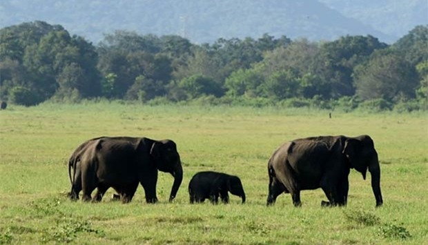 An infant Sri Lankan elephant is walking through a field with adult elephants in Minneriya National Park.