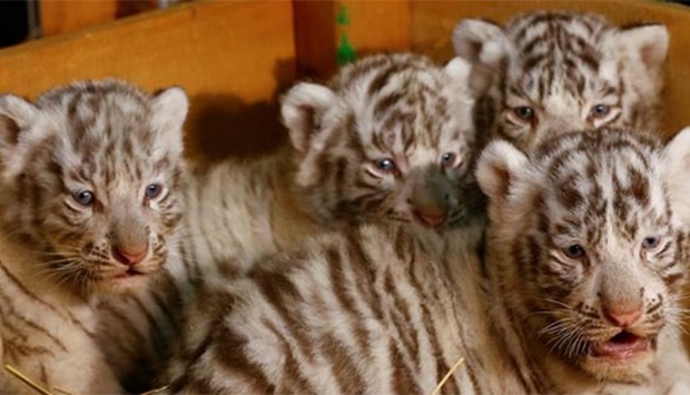 A litter of white Bengal tiger cubs is pictured at the White Zoo in Kernhof, Austria.