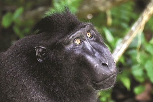 A black crested macaque (Macaca nigra) photographed in the Tangkoko nature reserve in northern Sulawesi.