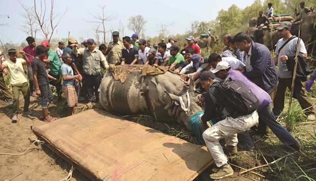 A veterinary and technical team collar and collect samples from a darted rhino in Chitwan National Park, some 250km south of Kathmandu, yesterday.