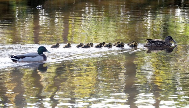 Mallard ducklings swim behind their mother on the island of Caldey, near Tenby, off the coast of Pembrokeshire, Wales, yesterday.