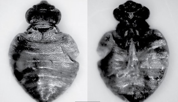 Oldest known remains of bed bugs found in Oregon