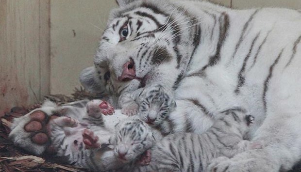 White tigers are the result of interbreeding in zoos.