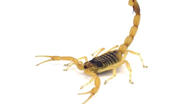 A handout photo obtained yesterday shows a Deathstalker scorpion (Leiurus quinquestriatus) in a defensive posture.  