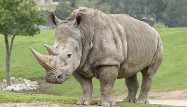 According to the latest figures from PROA, over 6,500 rhinos are in private hands in South Africa, over a third of the national population.