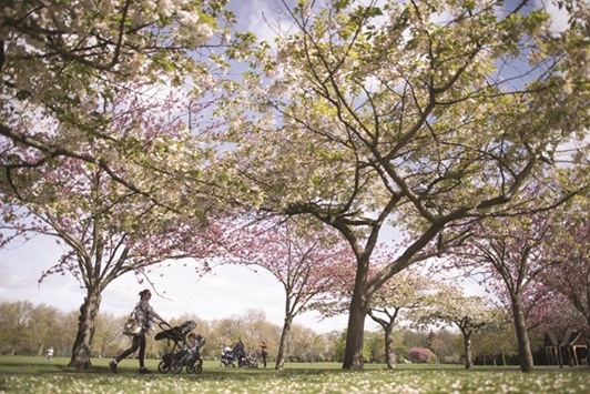 Mothers wheel their babies in prams under the blossoms on a sunny morning in Battersea Park in London yesterday.