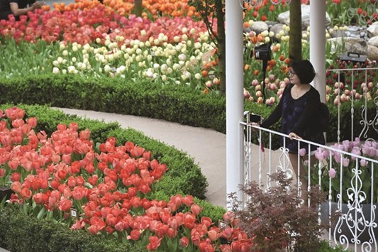 A visitor looks out at the flowers at Tulipmania floral display in the flower dome at Garden by the Bay in Singapore. More than 100 varieties of tulips and hyacinths, including Darwin hybrid tulips are on display in a palette of colours from April 1 to 7 at Garden by the Bay.