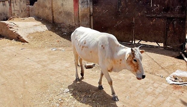 A cow walks past a closed slaughterhouse in India