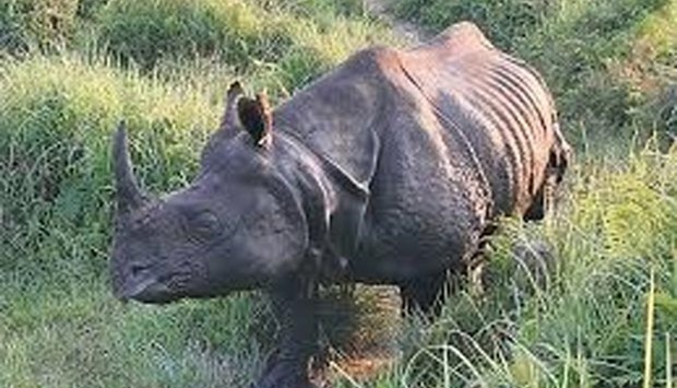 One-horned rhinos' numbers have plunged in Nepal due to poaching.