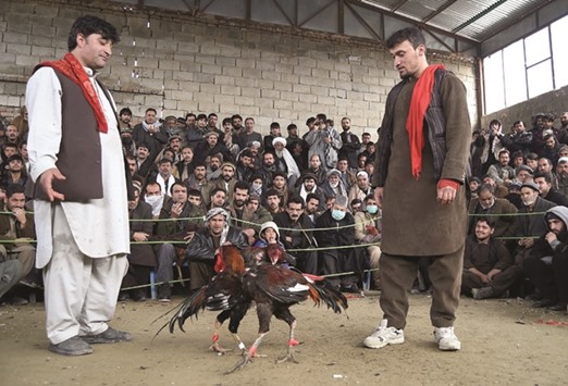 In this photograph taken on February 24, 2017, Afghan men watch roosters spar in a fighting ring on the outskirts of Kabul.