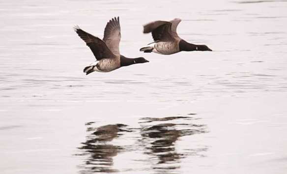A pair of Brant geese take off from the water near Orchard Beach in New York.