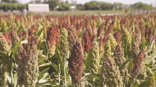 US companies will have to put up a 178.6% deposit on the value of sorghum shipments to China in what Beijing called a temporary measure, as the government continues to probe imports of the grain. Traders said the deposit was high enough to bring US imports to a halt and inflate prices of alternatives, such as barley.