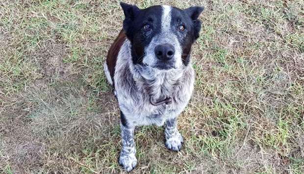 Max, a seventeen-year-old blue heeler, in Warwick after he spent the night with a lost three-year-old in Australian bushland