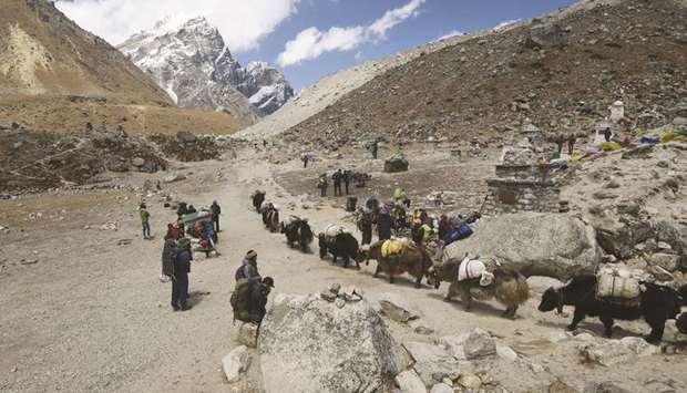 Yaks carry goods to Everest Base Camp in the Everest region some 140km northeast of the Nepali capital Kathmandu. The route is a busy gateway for tourists, climbers and porters heading to the Mount Everest region in Nepal.