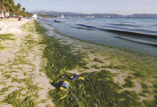 A view of a seashore partly covered with moss is seen at Boracay, yesterday.