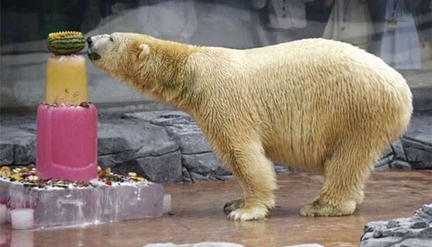 Inuka enjoys an ice cake during its 25th birthday celebrations at the Singapore Zoo on December 16, 2015. File picture
