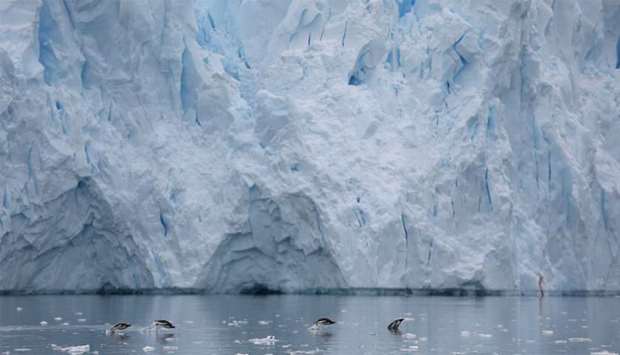 Penguins swim next to a glacier in Neko Harbour, Antarctica