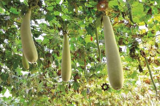 HOME-BRED: With the thick lush roof of leaves, the bottle gourds hanging on vine. Photos supplied