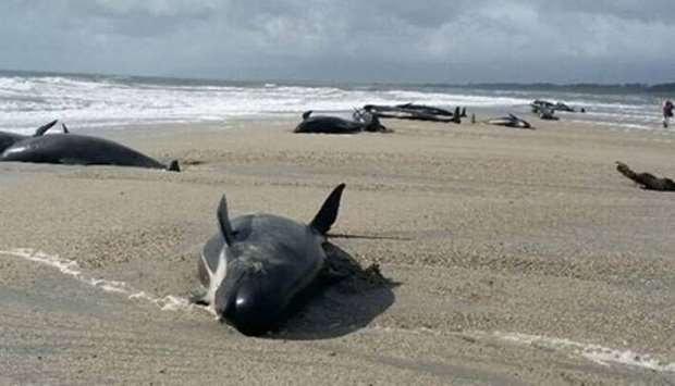 The pilot whales became stranded south of Haast on South Island.