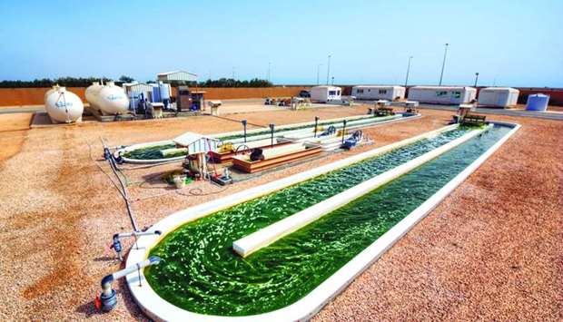 QU's research farm in Al Khor.