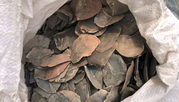 A confiscated sack of pangolin scales in a holding area in Singapore. AFP/National Parks Board