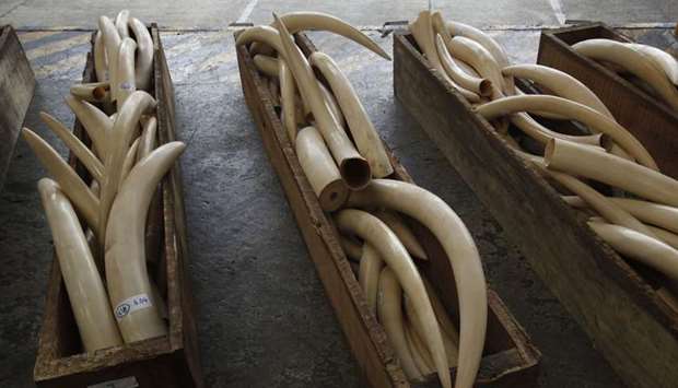 The smuggled tusks were confiscated last month in an operation by customs officers and police across six provinces