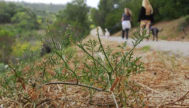 INVASION: On a city of Carlsbad trail west of Carrillo Elementary School an invasive plant called Wardu2019s weed re-sprouts after being cut back in the Bressi Ranch area of Carlsbad, California.