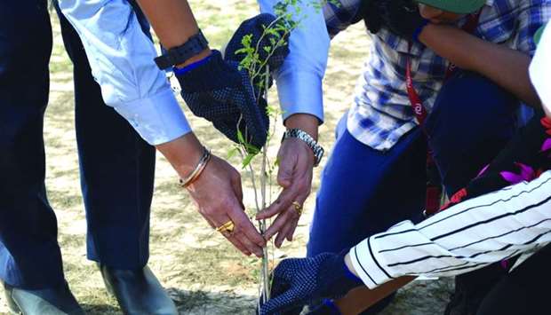 A sapling being planted as part of the desert restoration day event.