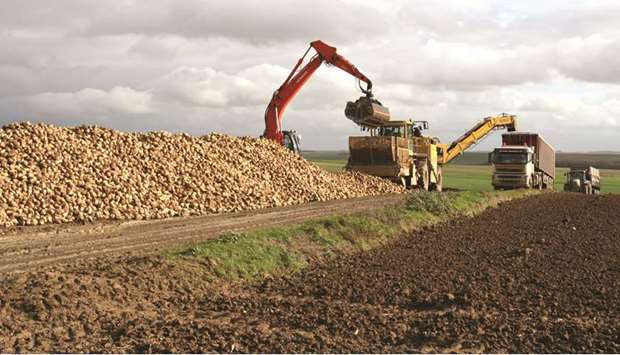A crane loads sugar beets in a field for transport to a nearby Tereos  processing plant in Picardie, northern France. Tereos, the worldu2019s second-biggest sugar producer, has struggled to cope with poor market conditions since the European Unionu2019s output quota regime ended in 2017, warning that it would post a loss for a second year in a row this season.