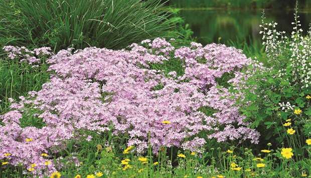 ATTENTION GRABBING: Phlox subulata or Moss Pink represents one of those u201860-mile-per-hour plants,u2019 which means pretty flowers in the landscape, diverts your attention while you are zipping down the highway.