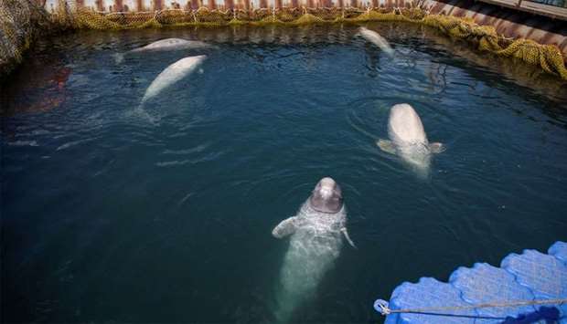A view shows a facility, where nearly 100 whales are held in cages, in Primorsky Region