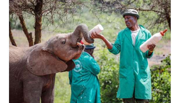 A keeper feeds an orphaned baby elephant at the David Sheldrick Elephant Orphanage near Nairobi.