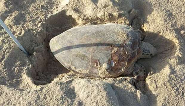 The first nesting of the endangered hawksbill turtles at Fuwairit Beach.