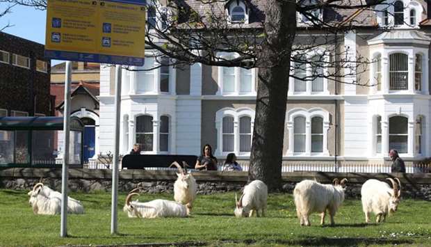 Wild Kashmiri goats wander freely through Llandudnou2019s streets nibbling at hedges and springtime gardens as they go. The animals typically spend their time grazing on the heights of the nearby Great Orme headland. But with so many fewer people out and about amid the coronavirus lockdown, some think the creatures have been drawn into  Llandudno, Wales, this time by little more than inquisitiveness.