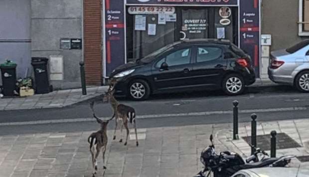 A handout picture received courtesy of Christophe Legrand shows two deer wandering around Boissy-Saint-Leger, near Paris, on Sunday afternoon.
