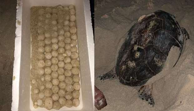 Eggs laid by a hawksbill turtle safely collected for movement to the protected area; A hawksbill turtle laying eggs.