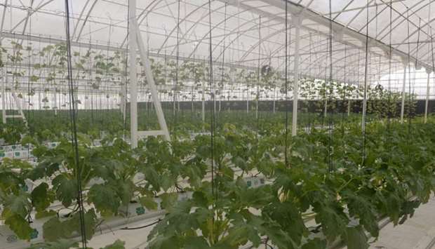 Greenhouse farming needs further support such as adequate cooling systems, increasing the space of farms and the supply of a qualified and experienced workforce.