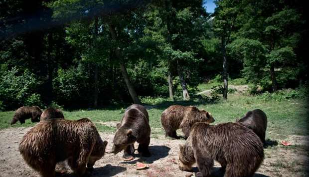 This file photo taken on June 24, 2015 shows bears at ,Libearty, bear sanctuary in Zarnesti, Romania.