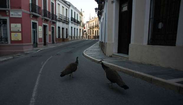 Two peacocks walk down a street in Ronda on April 3, 2020 during a national lockdown to prevent the spread of the Covid-19 coronavirus.