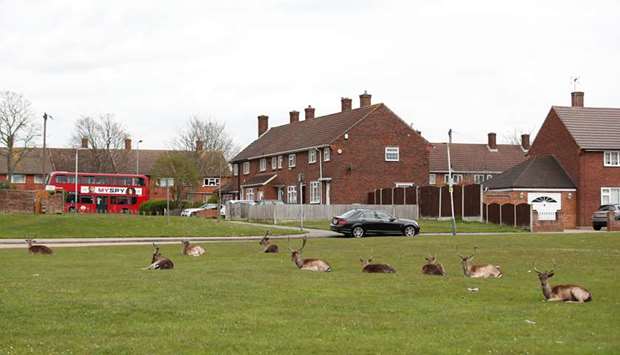 A herd of deer are seen at the Harold Hill housing estate in Romford as the spread of the coronavirus disease continues, in Romford, yesterday.