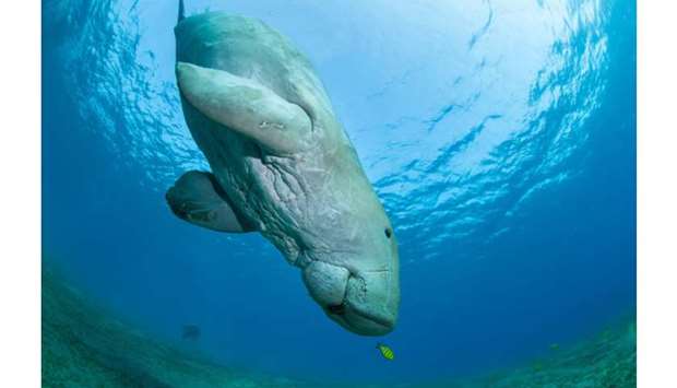 NMoQ selected the dugong, a large marine mammal that has lived in Qatari waters for over 7,500 years, as its mascot.