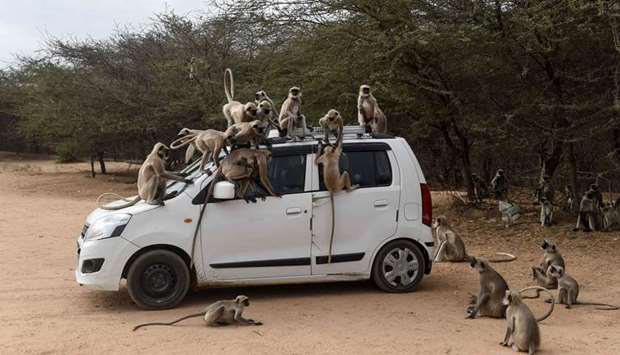 Monkeys climb on a car as they are being fed potatoes by a resident at Ode village, some 25km from Ahmedabad in Gujarat.