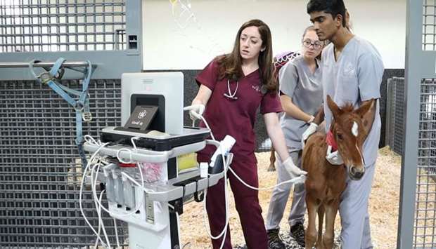 Dr Melissa Fenn, internal medicine specialist at EVMC, performing an ultrasound on a sick foal and explaining the pathological changes observed to students.
