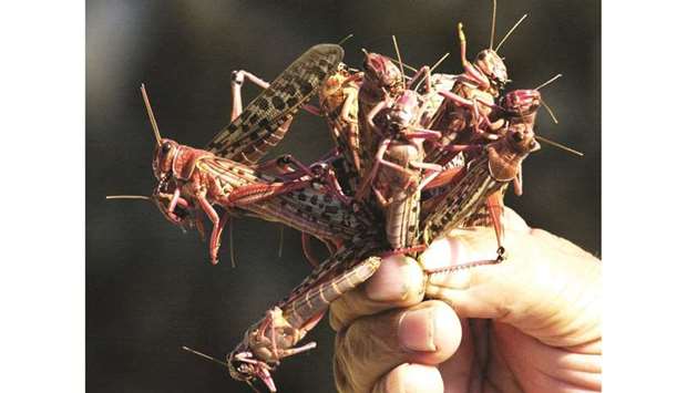 A farmer holds up handful of locusts that descended on a field in Byblos, north of Beirut, in this file picture.