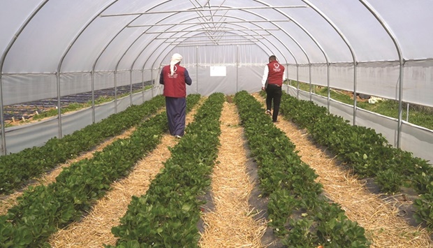 The Qatari delegation visited many economic empowerment projects implemented by QC, such as the 120sqm greenhouse that produces strawberries and various vegetables.